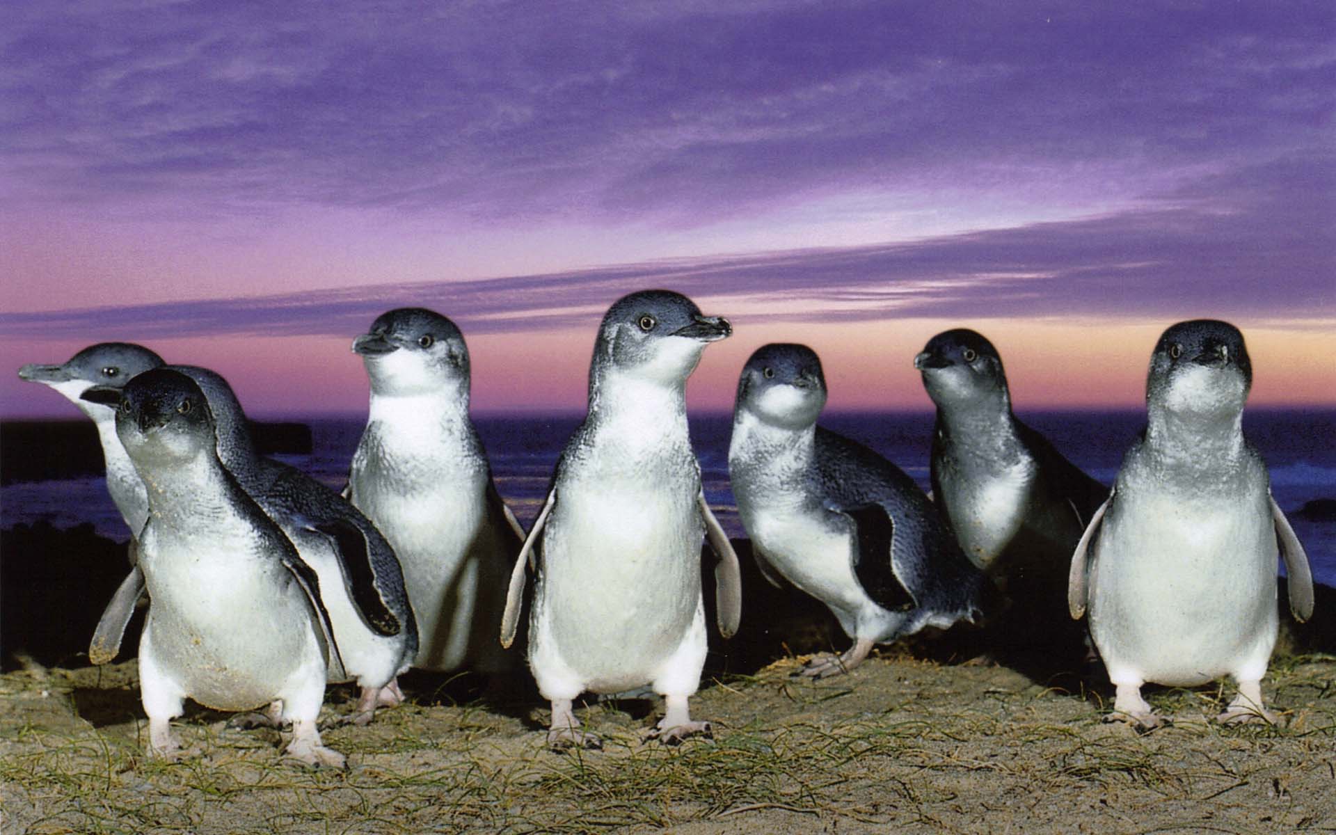 Penguin Parade at Phillip Island - click to see an enlarged version of this image
